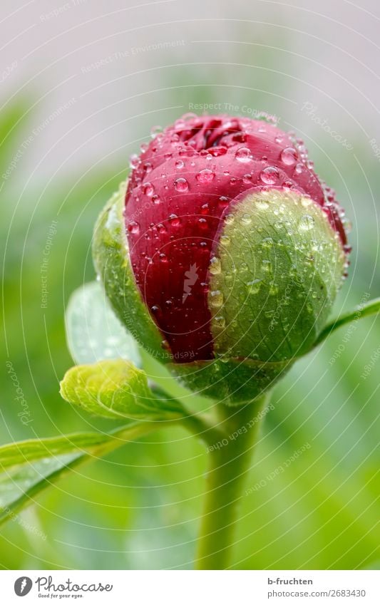Peony bud with water drops Harmonious Calm Drops of water Rain Plant Flower Blossom Garden Park Fresh Wet Green Red Bud Spring Growth Renewal Colour photo