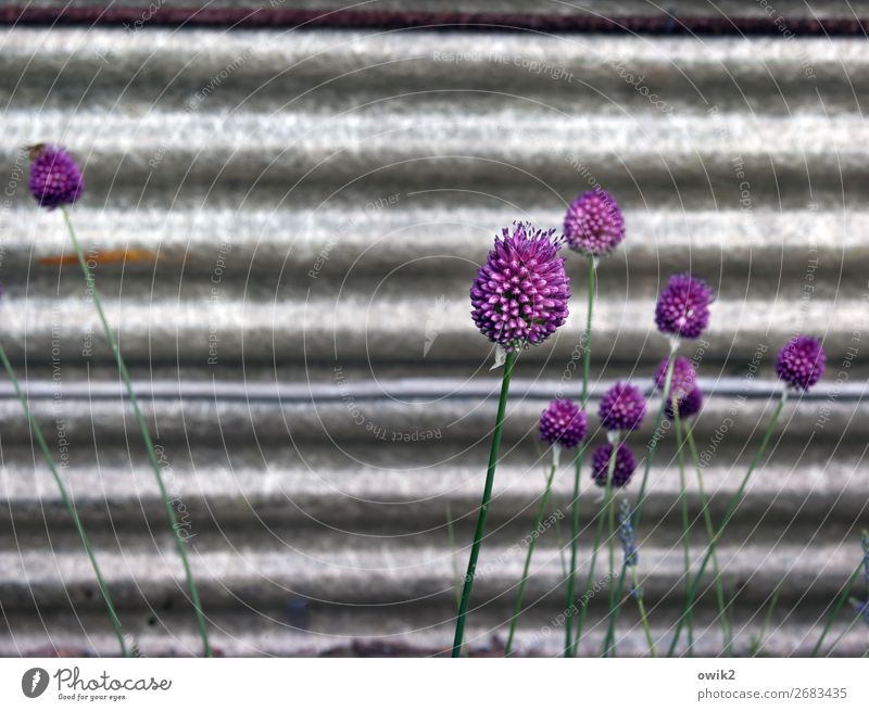 ornamental garlic Plant Spring Blossom Stalk Garden Movement Blossoming Growth Thin Together Under Gray Green Violet Cardboard Wall (building) Delicate
