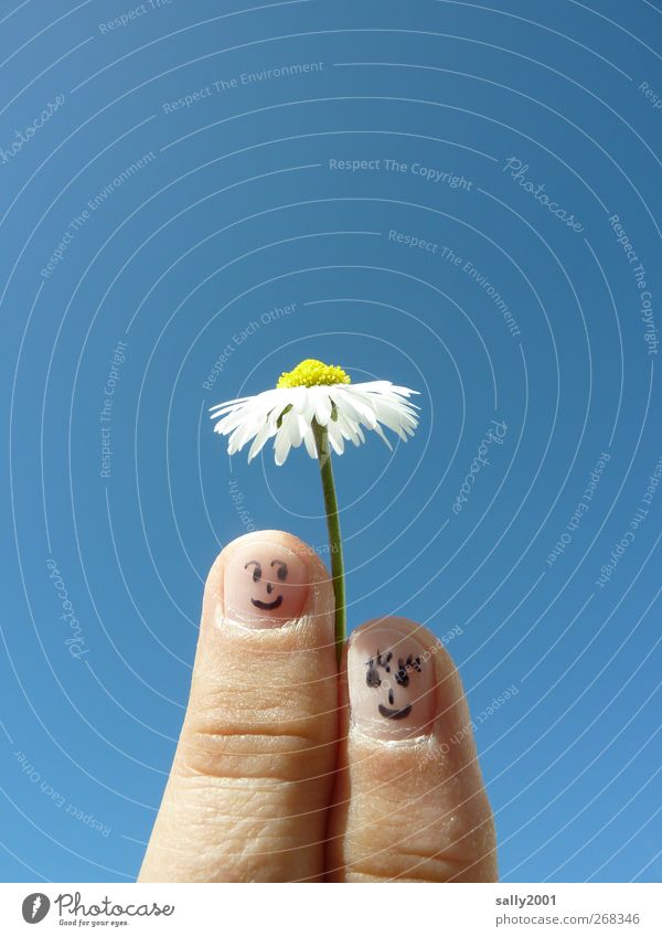 Natural sun protection Human being Couple Partner Fingers 2 Cloudless sky Sunlight Beautiful weather Flower Daisy Sunshade Touch Blossoming Smiling Friendliness