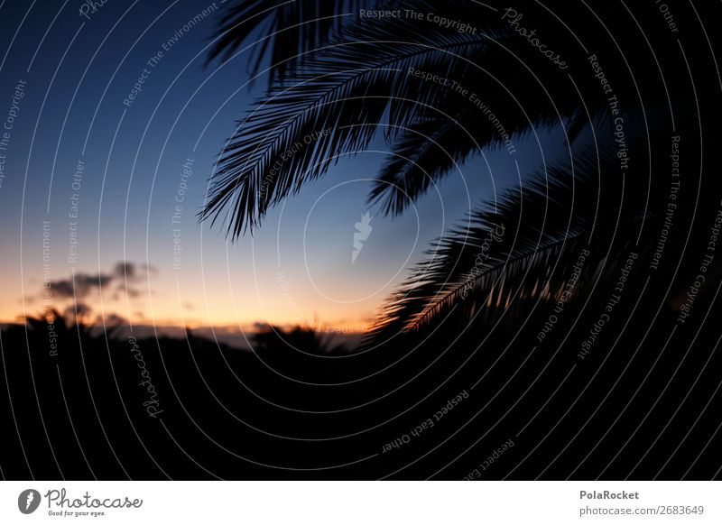 #AS# palm dreams Nature Happiness Palm tree Palm frond Evening Evening sun Dusk Vacation & Travel Part of the plant Plant Southern To enjoy Sunset Freedom Dream