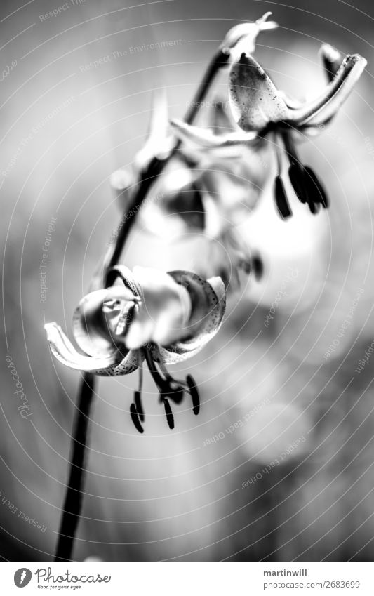 Turkenbund-Lily - Lilium martagon black white Nature Plant Orchid Blossom Turk's cap South Tyrol Dolomites Emotions Moody Esthetic nature species