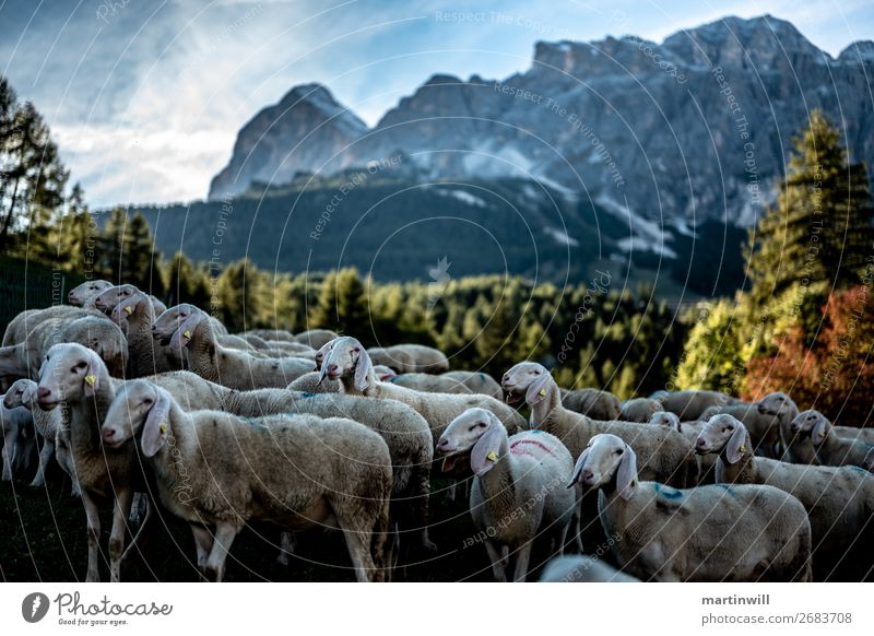 Flock of sheep in the evening light before mountain range Mountain Hiking Nature Landscape Autumn Beautiful weather Rock Alps Peak Farm animal Group of animals