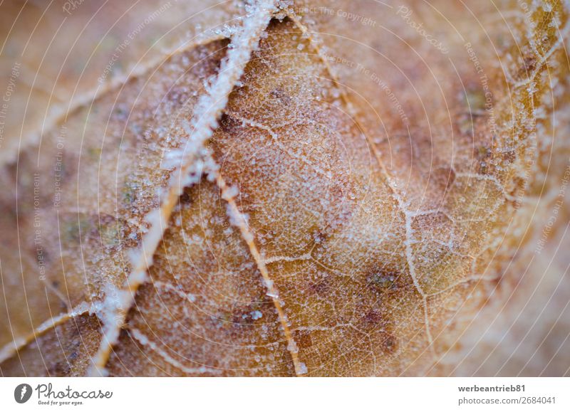 Blurred details of a frozen orange leaf in winter Winter Fragile Calm Close-up Temperature Cold Frozen Deserted focus on foreground Fresh Growth Leaf Weather