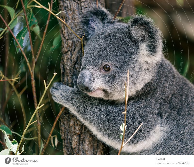 nice koala, brisbane Vacation & Travel Trip Adventure Family & Relations Group Nature Animal Tree Leaf Forest Wild animal 1 Sleep Friendliness Cute Gray