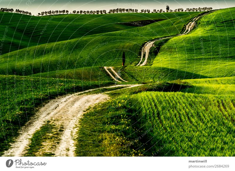 Way to the horizon of Tuscany Vacation & Travel Tourism Trip Hiking Jogging Landscape Meadow Field Hill Lanes & trails San Quirico d'Orcia Val d'Orcia Green