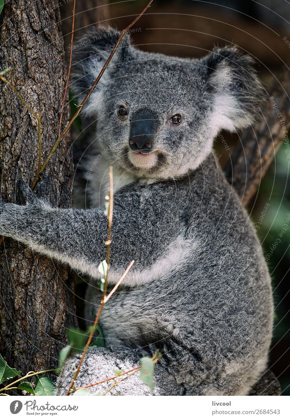 nice koala, brisbane-australia Vacation & Travel Trip Adventure Family & Relations Group Nature Animal Tree Leaf Forest Wild animal 1 Sleep Friendliness Cute