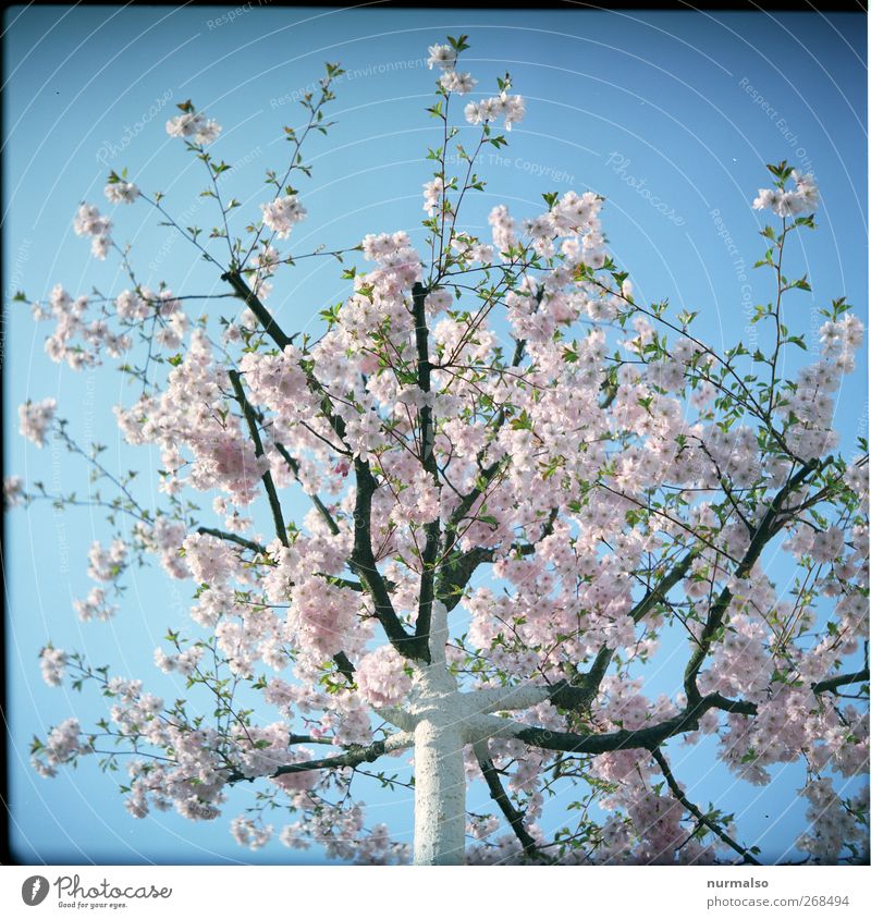 tree blossom Happy Leisure and hobbies Tourism Trip Garden baumblütenfest Nature Plant Animal Sky Spring Climate Beautiful weather Tree Blossom Park