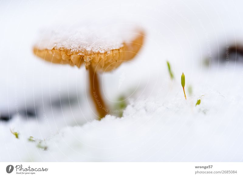 Mushroom with snow cap Nature Plant Winter Ice Frost Snow Freeze Cold Small Brown White Snowfall Macro (Extreme close-up) Landscape format Close-up Ground level