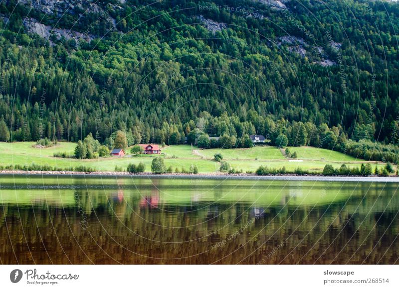 Lake Landscape in Norway Fishing (Angle) Nature Water Summer Forest Hill Lakeside Bay Fjord River Fishing village Relaxation Simple Clean Beautiful Adventure