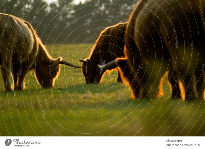shaggy herd of cows in the evening light Relaxation Calm Agriculture Forestry Nature Sunrise Sunset Sunlight Summer Autumn Beautiful weather Animal Farm animal