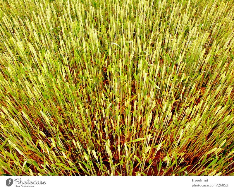 explosive grain Wheat Field Blade of grass Bird's-eye view Explosive Grain Beautiful weather Crazy