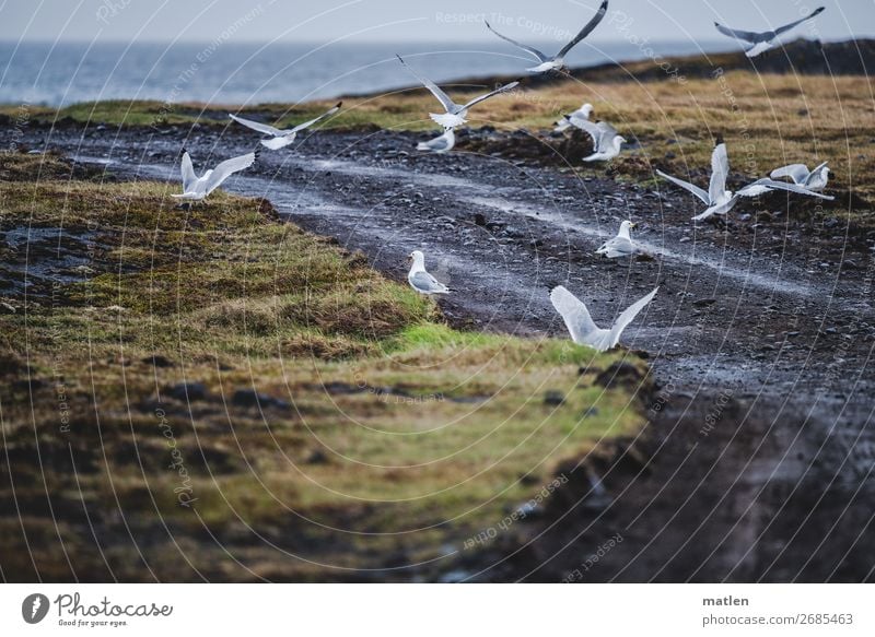 Iceland seagulls Nature Landscape Plant Animal Sky Clouds Horizon Spring Bad weather Rain Grass Ocean Deserted Bird Flock Flying Dark Blue Yellow Gray Green