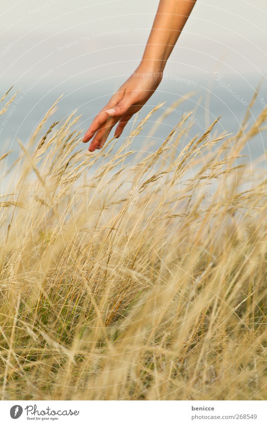 betouched Woman Human being Hand Degrees Celsius Caress Touch Smooth Nature Summer Wheat Detail Close-up Fingers Meadow Relaxation To go for a walk Contentment