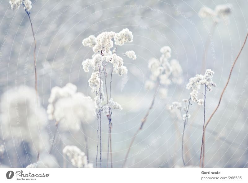 frost Environment Nature Plant Winter Grass Bushes Blossom Lakeside Bright Cold Common Reed Colour photo Subdued colour Exterior shot Copy Space bottom