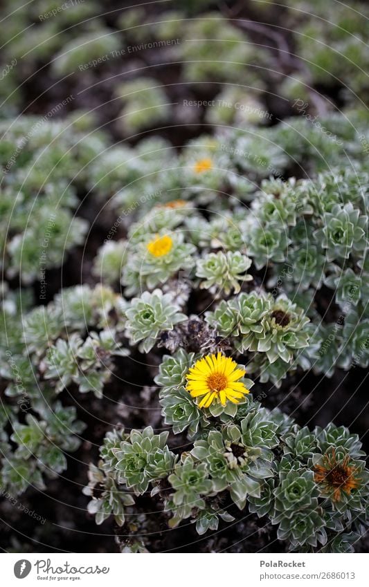 #AS#yellow flower Environment Nature Landscape Plant Happiness Flower Part of the plant Yellow Herbs and spices Beautiful Perfect To enjoy Gardening Flowerbed