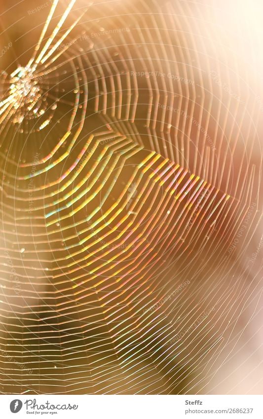 Spider web, a light trap Spider's web symmetric Symmetry Trap Gorgeous Dazzling Illuminating Reticular Multicoloured Flare Light reflection Ambush Dreamcatcher