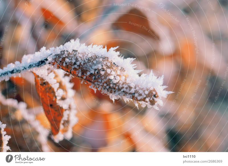 Leaves with hoarfrost Nature Sun Autumn Beautiful weather Ice Frost Leaf Garden Park Forest Brown Yellow Gray Orange Black White Hoar frost Ice crystal