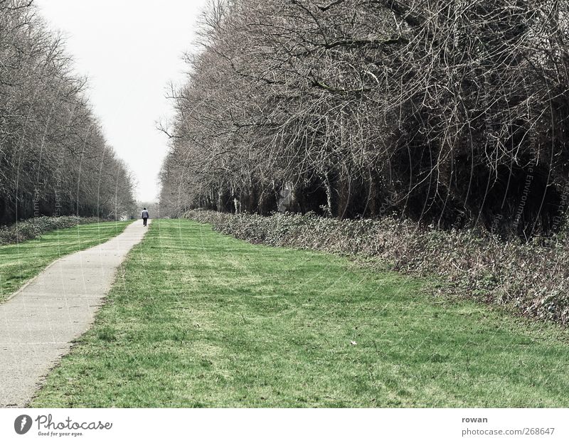 in the vanishing point Human being 1 Tree Park Meadow Forest Street Lanes & trails Going Promenade To go for a walk Vanishing point Perspective Lawn Gray Target