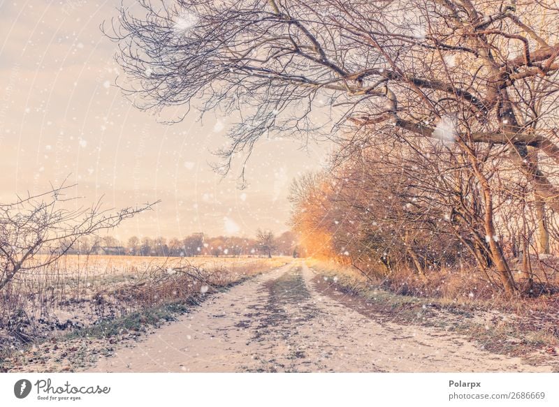 Snow falling on a countryside road in the winter Beautiful Vacation & Travel Winter Nature Landscape Climate Weather Snowfall Tree Park Forest Street