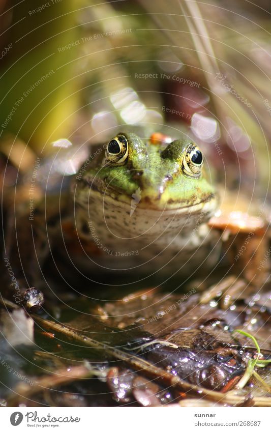 frog Environment Animal Water Leaf Wild animal Frog 1 Green GrÃ¼ner Frog BlÃ¤tter leaves Garden frog Frog Prince Frog eyes Colour photo Exterior shot