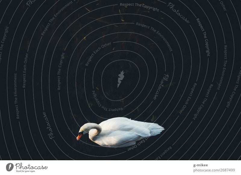 swan Water Animal Swan 1 Elegant Beautiful Rest Freedom Loneliness Colour photo Exterior shot Aerial photograph Copy Space top Copy Space middle Day Contrast