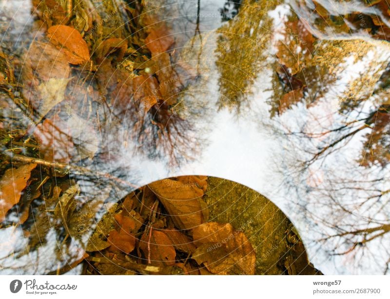 reflections Environment Nature Plant Earth Air Water Sky Autumn Winter Beautiful weather Tree Leaf Forest River bank Harz Observe Dream Far-off places Near Wet
