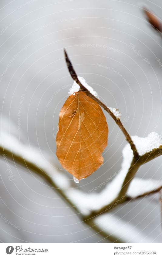 first snow Plant Winter Snow Leaf Forest Brown Gray Black Frost Cold Autumn leaves Winter mood Colour photo Subdued colour Exterior shot Close-up Deserted