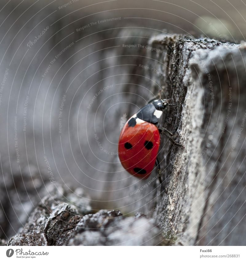 where did all the flowers go...? Nature Air Spring Tree Beetle Ladybird 1 Animal Wood Infinity Natural Red Black White Movement Energy Relaxation Moody