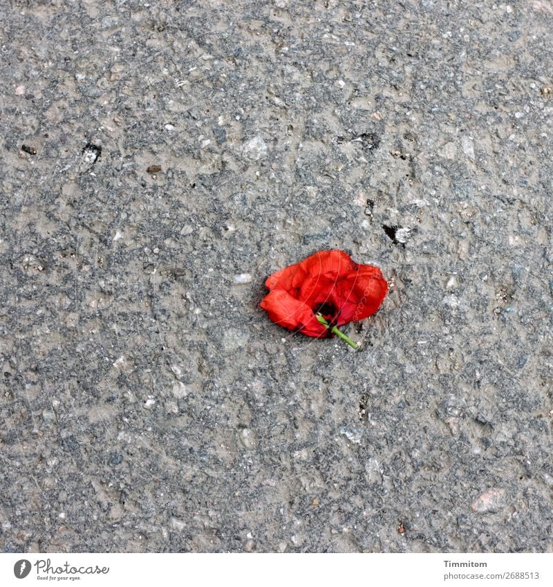 Trash! 2018 The end of a short affair Plant Flower Rose Blossom Street Lie Gray Red Emotions Sadness Disappointment Symbols and metaphors End Trashy