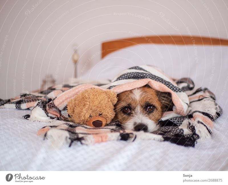 Small dog with teddy bear under a checkered blanket Animal Pet Dog Animal face 1 Toys Teddy bear Wool blanket Bed Sleep Infinity Cuddly Funny Cute Positive