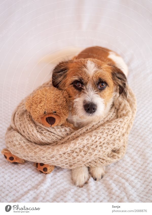 Small dog with a teddy bear on a white blanket Animal Pet Dog 1 Toys Teddy bear Scarf Love Lie Beautiful Kitsch Happy Trust Warm-heartedness Love of animals