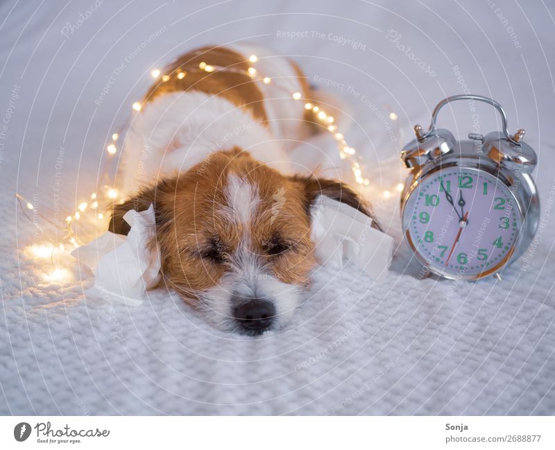 New Year's Eve - Small dog with handkerchiefs in his ear Animal Pet Dog 1 Alarm clock Handkerchief Bed Sleep Cuddly Funny Safety (feeling of) Love of animals