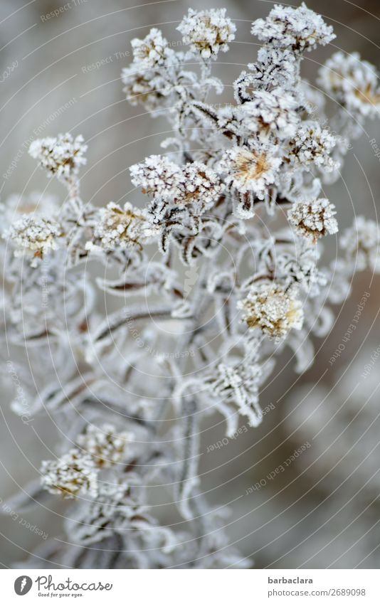 A breath of frost and winter Plant Winter Climate Ice Frost Bushes Blossom Garden Bright Cold Silver White Moody Romance Esthetic Nature Pure Environment Change