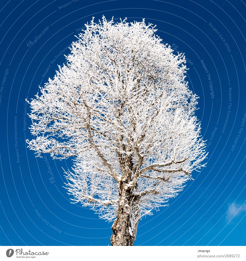 tree iced Nature Cloudless sky Winter Ice Frost Tree Simple Cold Blue White Colour photo Exterior shot Deserted Isolated Image Neutral Background