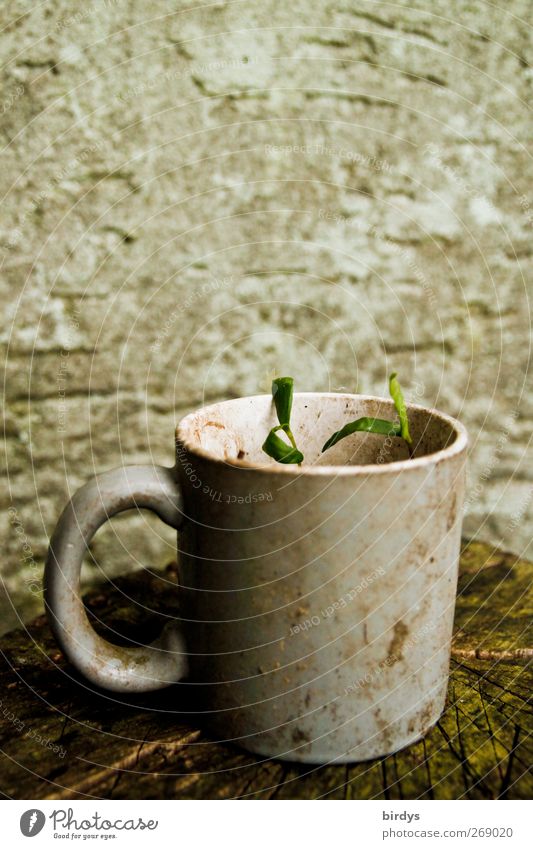 misappropriated Plant Foliage plant Pot plant Plantlet Growth Dirty Disgust Uniqueness Modest Change Mug Cup Carry handle Earthy Rendered facade 1 Flowerpot