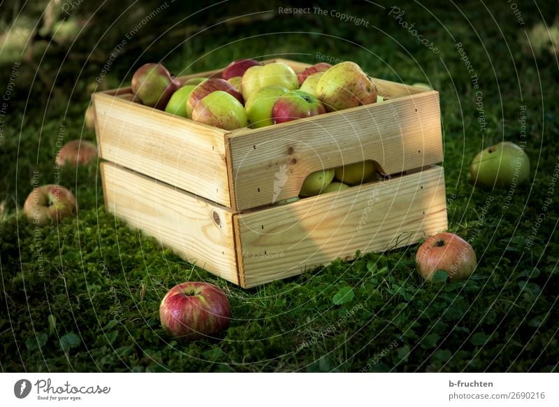 Apple harvest in the garden Food Fruit Organic produce Vegetarian diet Healthy Eating Garden Agriculture Forestry Autumn Box Work and employment Select Fresh