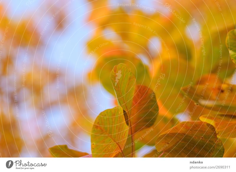 orange and yellow leaves of Cotinus coggygria Garden Nature Landscape Plant Sky Autumn Tree Leaf Park Forest Bright Natural Blue Yellow Red Colour background