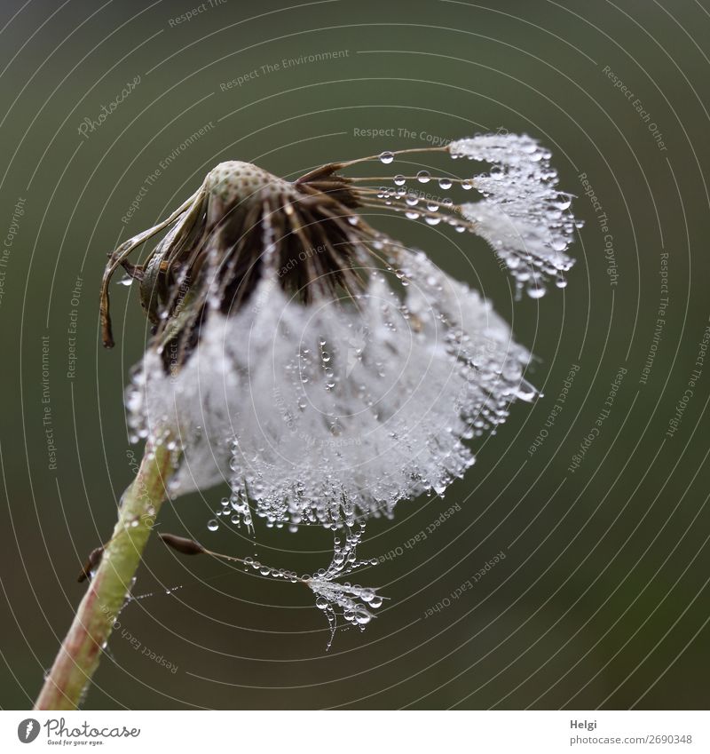 Close-up of a dandelion with many dew drops Environment Nature Plant Drops of water Summer Wild plant lowen tooth Sámen Meadow To hold on hang Exceptional