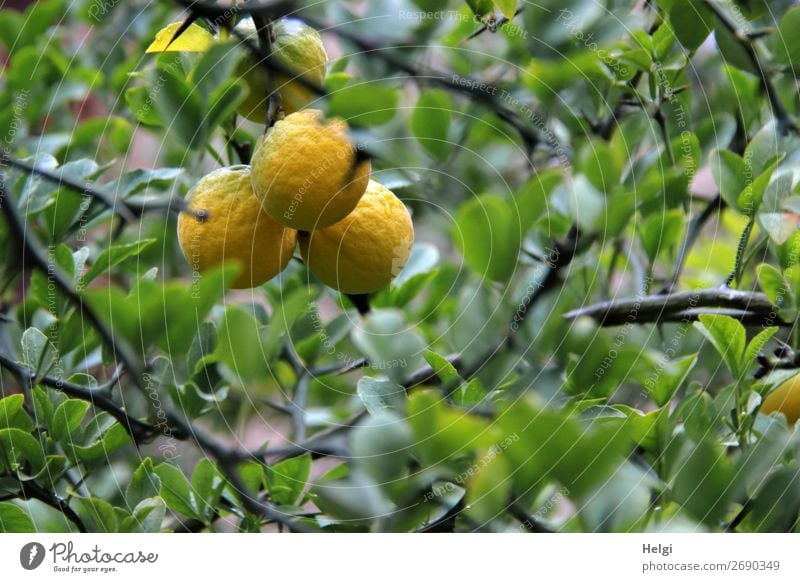 almost ripe lemons grow on the tree with green leaves Food Fruit Lemon tree Nutrition Environment Nature Plant Autumn Tree Leaf Agricultural crop