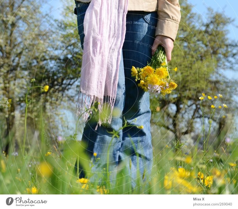 Picked Human being Feminine Woman Adults 1 Nature Plant Spring Beautiful weather Flower Grass Blossom Garden Meadow Scarf Emotions Infatuation Romance Bouquet