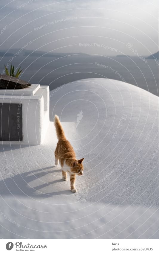 Life path l cat walks on a roof Beautiful weather Fira Wall (barrier) Wall (building) Roof Animal Pet Cat 1 Movement Walking Colour photo Exterior shot Deserted