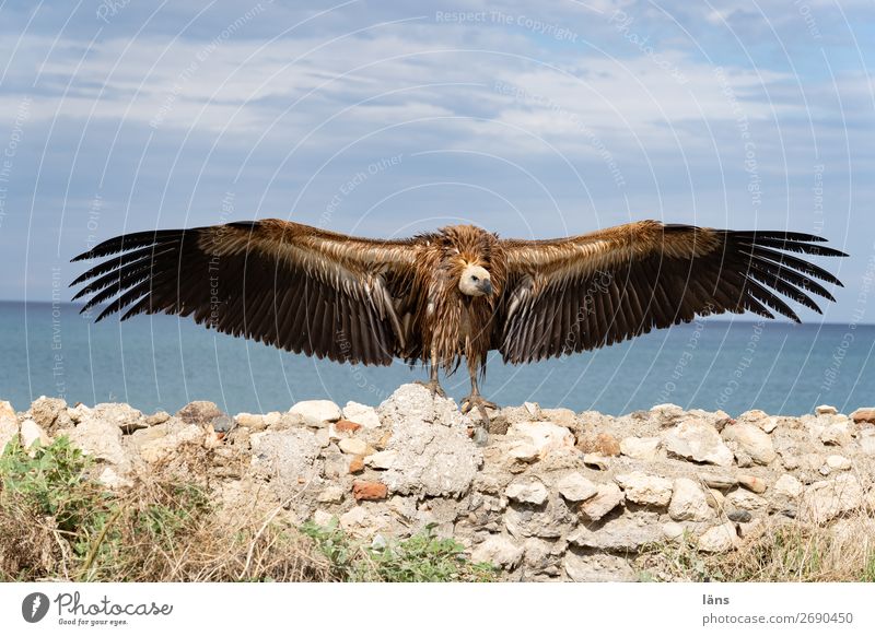 Griffon Vulture ll Sky Coast Animal Bird 1 Stand Maritime Effort Colour photo Deserted
