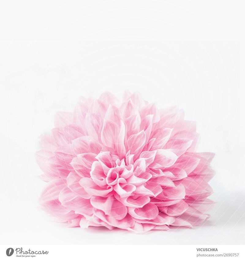 Pastel pink flower blossom on white background Design Summer Decoration Feasts & Celebrations Nature Plant Spring Flower Bouquet Soft Pink Style