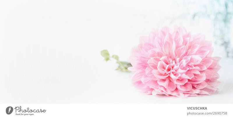 Pink flower on white background Style Design Summer Nature Plant Flower Flag Soft White Background picture Bright background Colour photo Studio shot Close-up