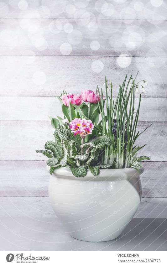Spring flowers in flower pot Style Design Living or residing Garden Interior design Decoration Nature Plant Flower Tulip Wall (barrier) Wall (building) Terrace