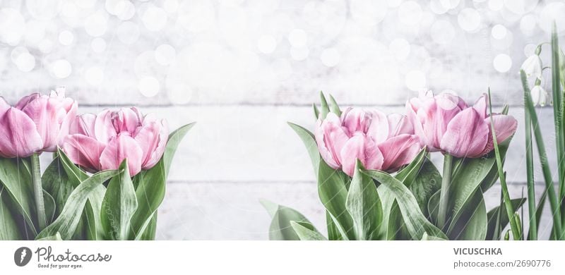 Spring background with pink tulips Style Design Garden Feasts & Celebrations Nature Plant Flower Tulip Leaf Blossom Decoration Bouquet Flag Blossoming Pink