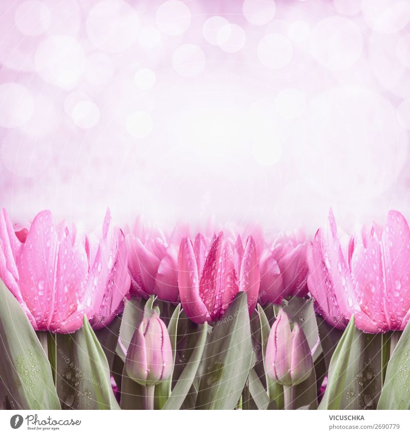 Pink spring tulips Style Design Summer Feasts & Celebrations Mother's Day Easter Nature Plant Spring Tree Tulip Garden Decoration Bouquet Blossoming