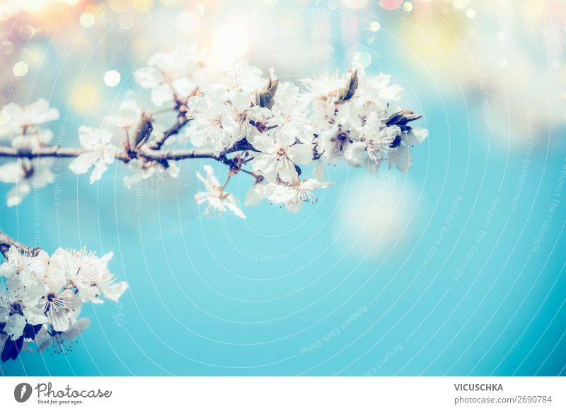 White spring cherry blossom on blue background Nature Plant Spring Beautiful weather Leaf Blossom Garden Park Background picture Spring fever Flowering plant