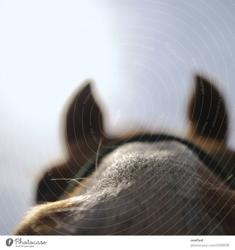 nose hair Animal Horse 1 Observe Touch Curiosity Cute Blue Brown White Trust Sympathy Love of animals Interest Be confident Friendliness Colour photo
