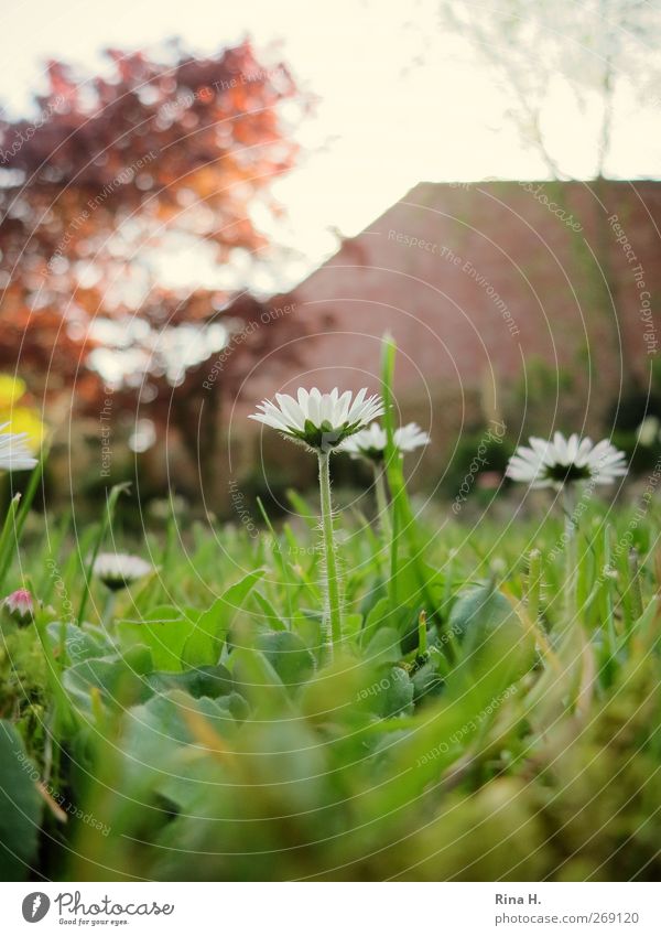 Daisies in the garden Living or residing Garden Spring Plant Tree Grass Blossoming Natural Green Beginning Idyll Nature Daisy Colour photo Exterior shot